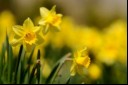 are daffodils poisonous to dogs