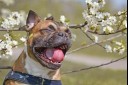 dog sneezing by flowers