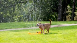 Dog getting cooled with a water sprinkler