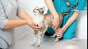 vet examining a cat
