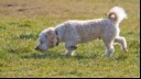 White curly coated dog sniffing grass