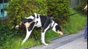 Black and white dog peeing against bush