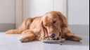 golden retriever laying down while eating