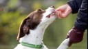 Owner feeding dog