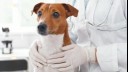 small dog being held by a vet