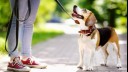 Beagle staring up at owner