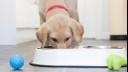 Yellow labrador puppy eating from a bowl