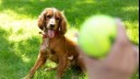 Happy spaniel puppy waiting for a tennis ball to be thrown