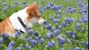 dog in a field of blue flowers