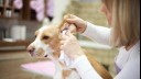 Light brown and white dog having ear inspected.