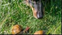 Dog and snails