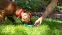 Dog is eating something tasty in the garden