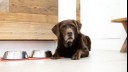 Chocolate labrador next to food and water bowls