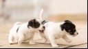 a pair of Jack Russell puppues playing together