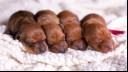 4 puppies sleeping