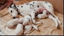 Dog with puppies laying on the floor