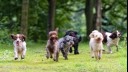 several dogs running after each other