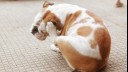 Bulldog scratching