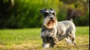 Jack Russell Terrier with head in lap of owner.