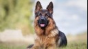 German Shepherd with big ears looking at the camera.