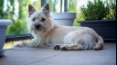 Scruffy white dog sitting on a balcony.