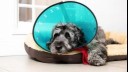 Dog wearing cone