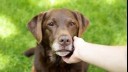 Labrador looking at owner