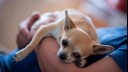 Chihuahua being held by owner