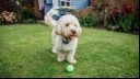 Cockapoo playing in the garden