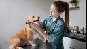 Vet examining a Corgi.