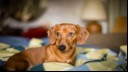 dachshiund sitting on a bed