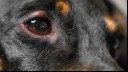 Black dog with symptoms of eye disease