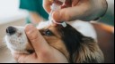 Dog Eye Infections: Symptoms and Treatments