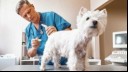 White dog having temperature taken by a vet 