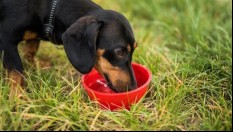 dachshund drinking water