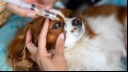 Eye Drops for Dogs: Types & When Do Dogs Need Them