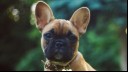 french bulldog sitting on the grass