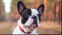 french bulldog in a forest