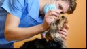 Vet checking a dog's eye