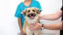 Vet inspecting a small fluffy dog.