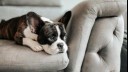 french bulldog on a sofa looking out the window