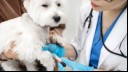 White dog on the vet check