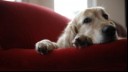 Are Pain Relievers Safe for Dogs