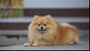 Happy Pomeranian lying down and smiling at camera