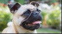 pug sitting in the garden