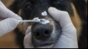 Ringworm in Dogs