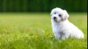 fluffy white puppy sitting on the grass