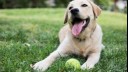 happy dog sitting on the grass with a tennis ball