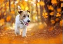 Puppy outside in autumn