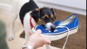 Puppy chewing on a blue shoe.